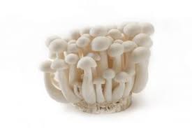 Paddenstoelen Beukenzwam wit