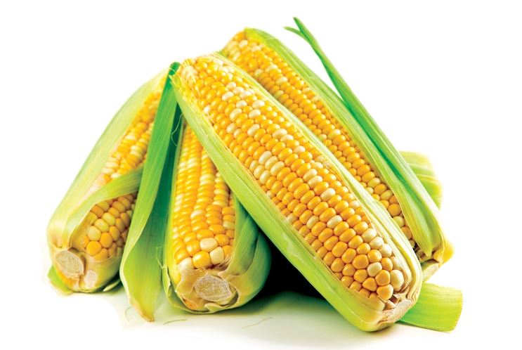 Maïs vers