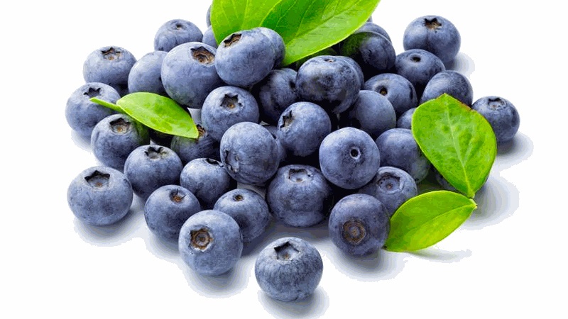 Blauwe bosbessen