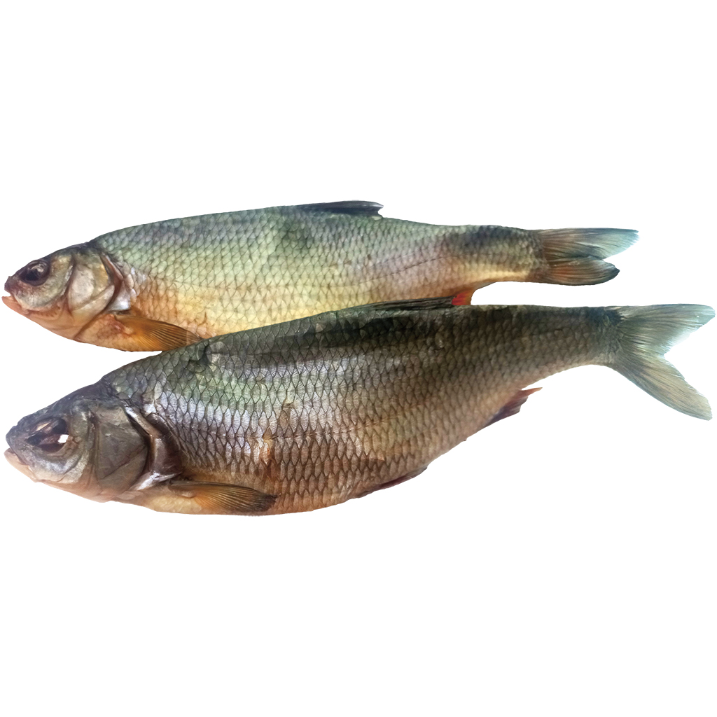 Aland, uitgezonderd, gezouten en gedroogd