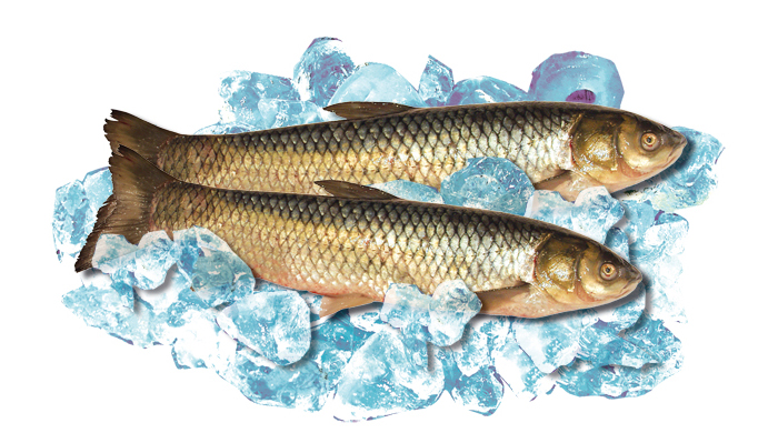 Verse gras karper "Belij Amur" (Cyprinus carpio)