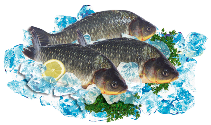 Verse karauschen "Karas" (Carassius)