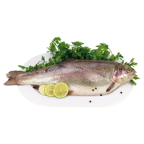 Zalmforel