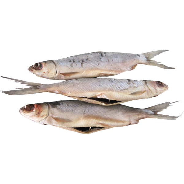 Melkvissen (Chanos chanos) gedroogd, gezouten, schoongemaakt