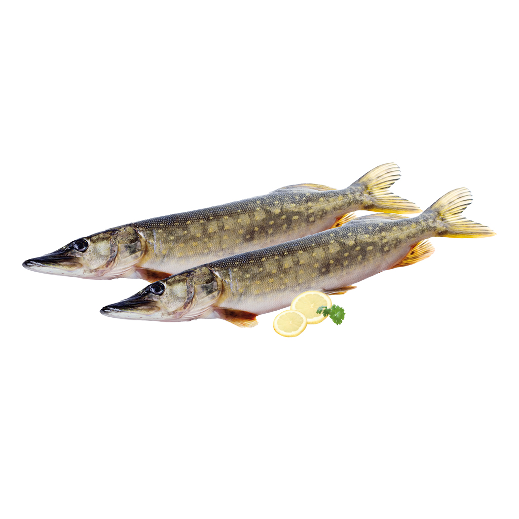 Snoek