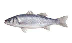 Zeebaars