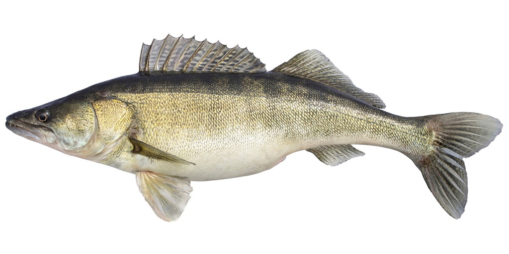 Snoekbaars