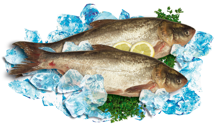 Свежий толстолобик