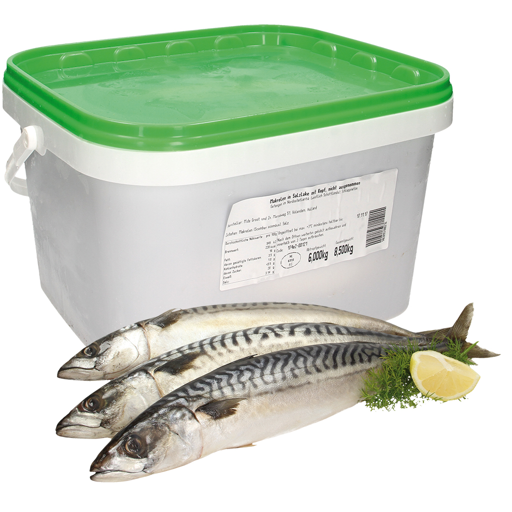 Makreel (Scomber scombrus) niet ontdaan van ingewanden, gezo