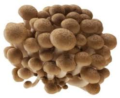 Paddenstoelen Beukenzwam bruin