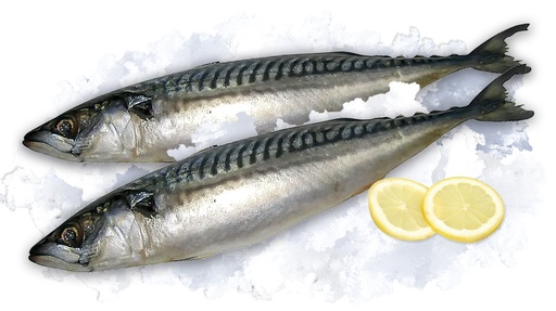 Скумбрия с головой, замороженная