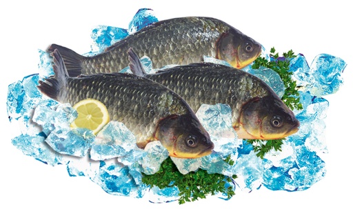 Verse karauschen "Karas" (Carassius)