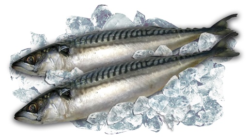 Скумбрия, (scomber scombrus), замороженная