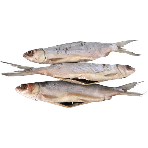 Melkvissen (Chanos chanos) gedroogd, gezouten, schoongemaakt