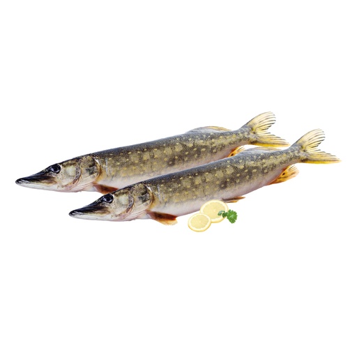 Snoek